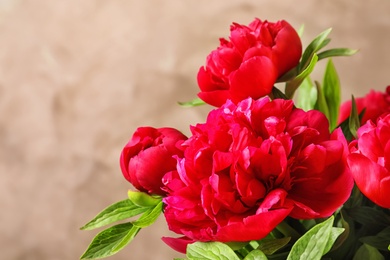 Beautiful blooming peony flowers on light background