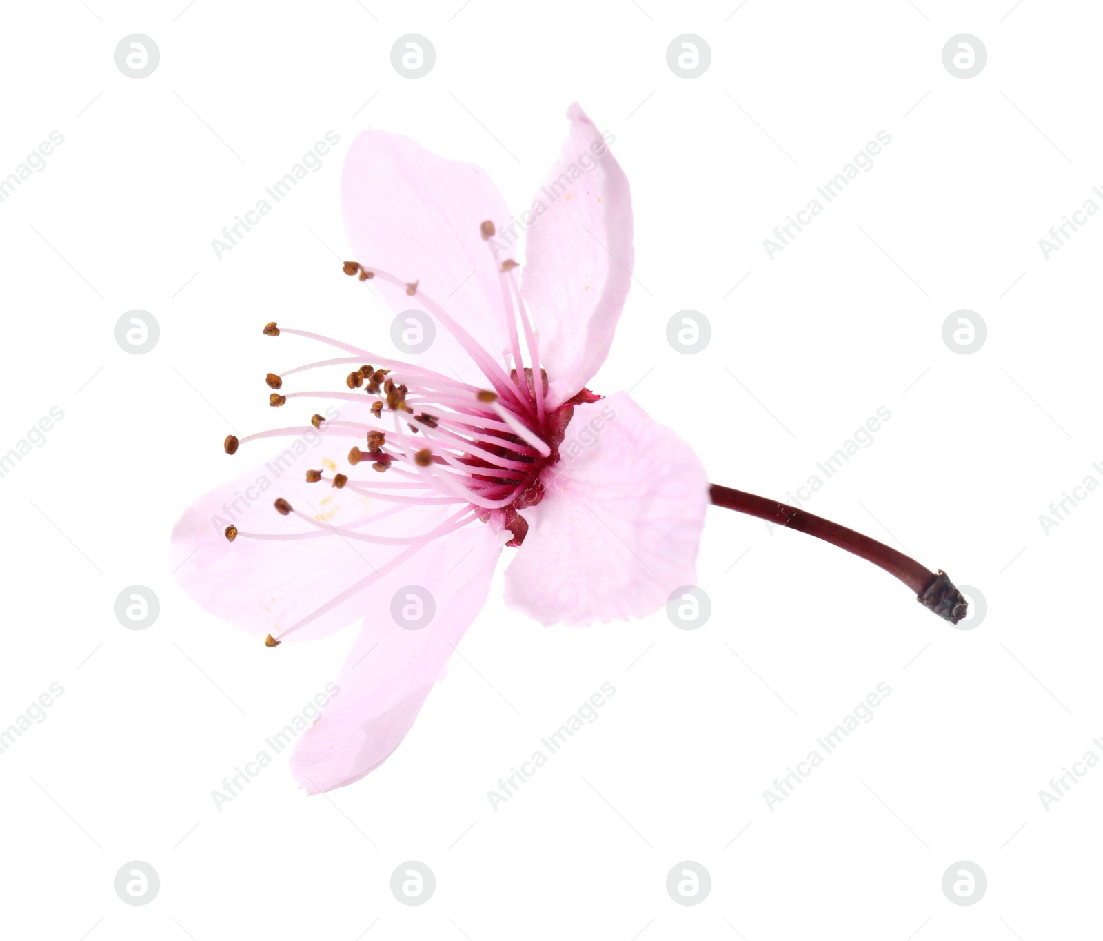 Photo of Beautiful spring tree blossom isolated on white