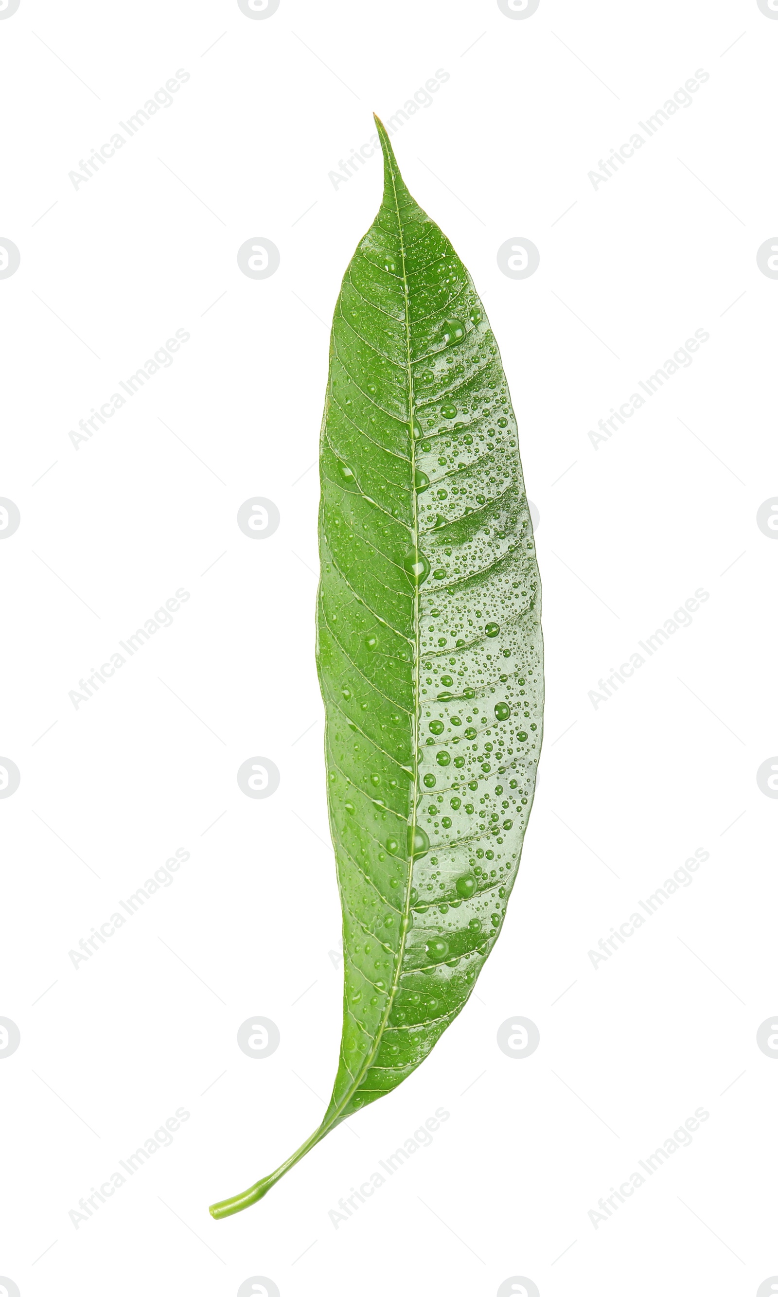 Photo of Green mango leaf with water drops on white background