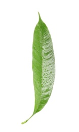 Green mango leaf with water drops on white background