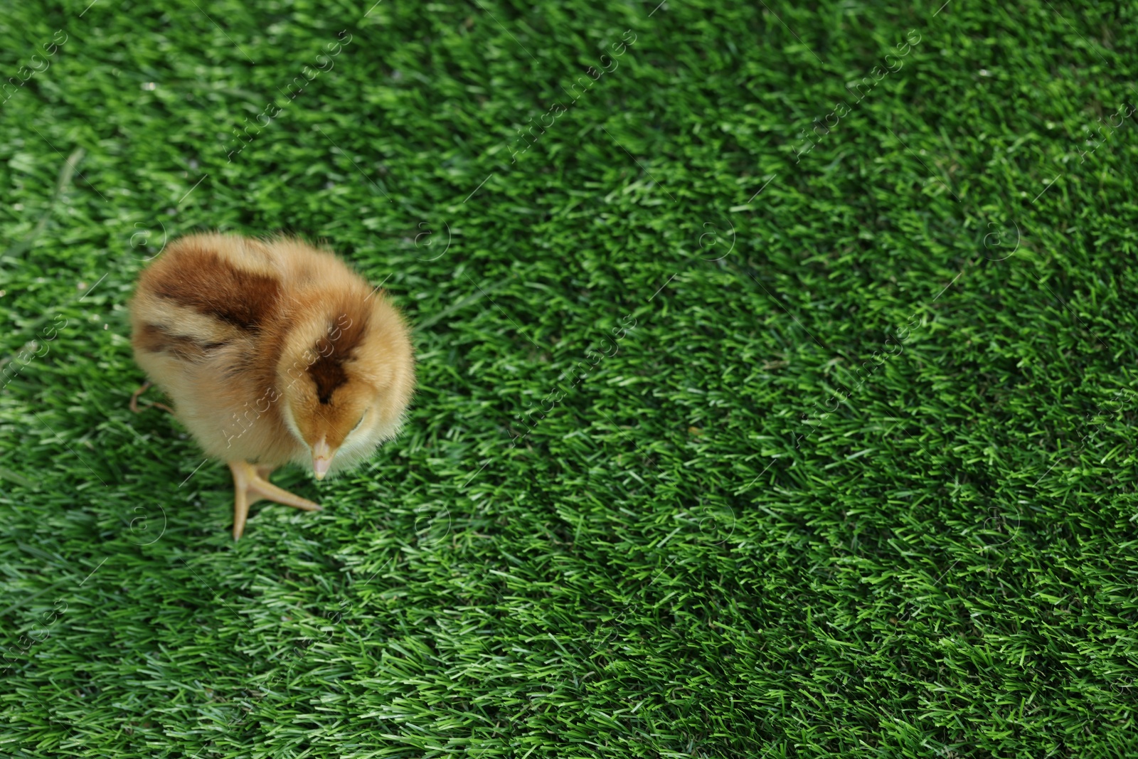 Photo of Cute chick on green artificial grass outdoors, above view with space for text. Baby animal