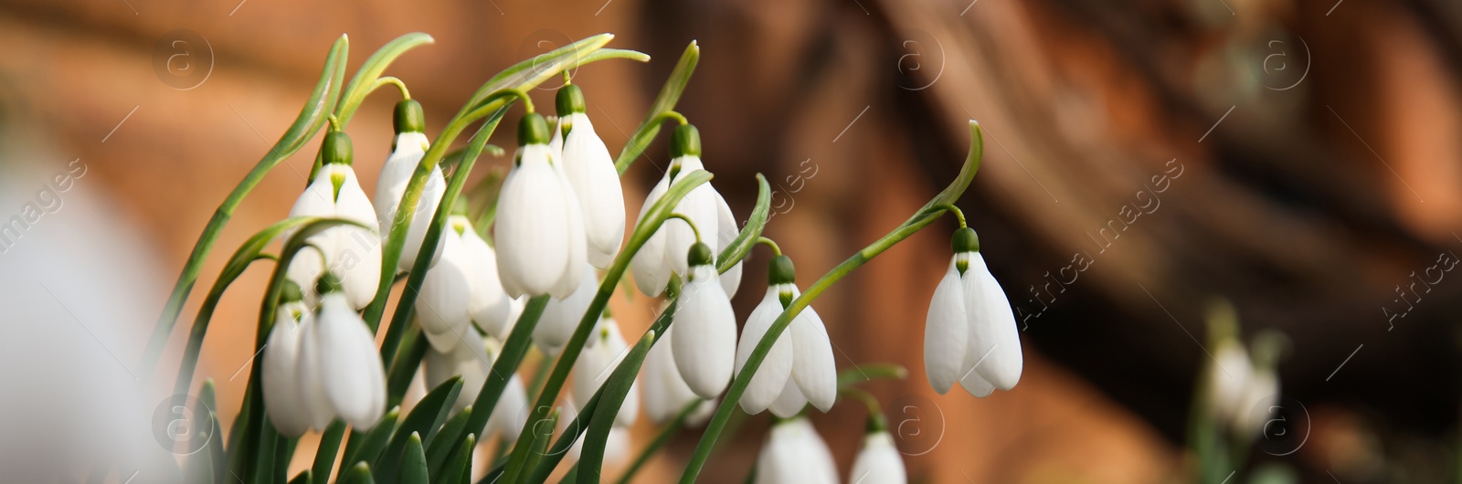 Image of Beautiful snowdrops growing outdoors, banner design. First spring flowers