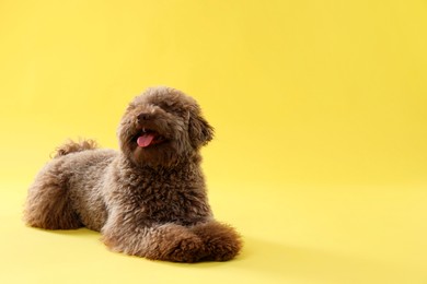 Photo of Cute Toy Poodle dog on yellow background, space for text