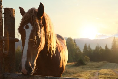 Beautiful horse near wooden fence at sunset, closeup