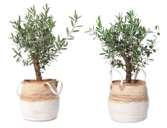 Beautiful potted olive trees on white background, collage