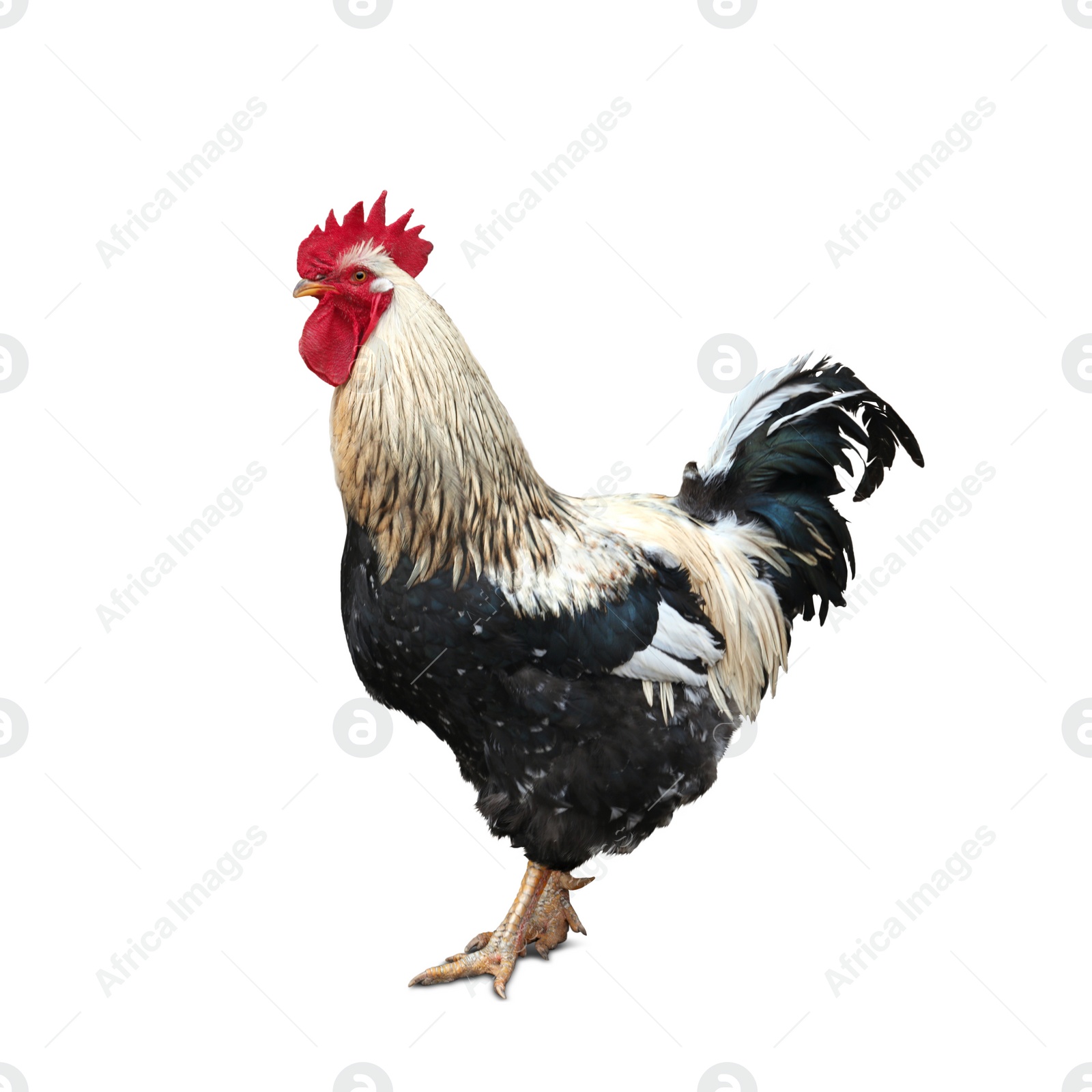 Image of Beautiful rooster on white background. Domestic animal