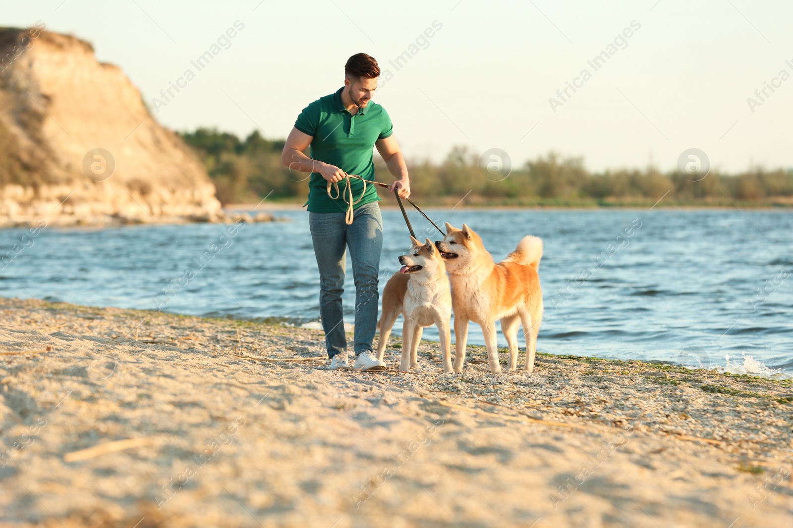 Photo of Young man walking his adorable Akita Inu dogs near river