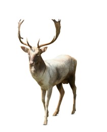 Beautiful deer stag on white background. Wild animal