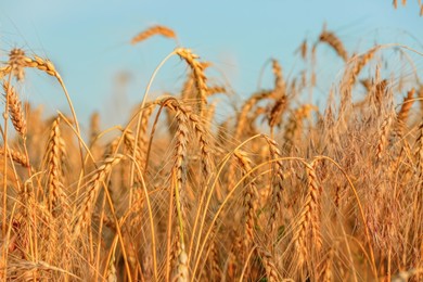 Photo of Golden ripe wheat spikelets in field, closeup