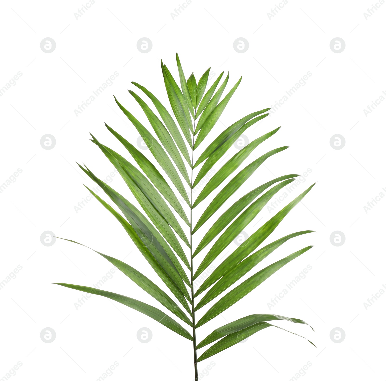 Photo of Fresh green tropical leaf isolated on white