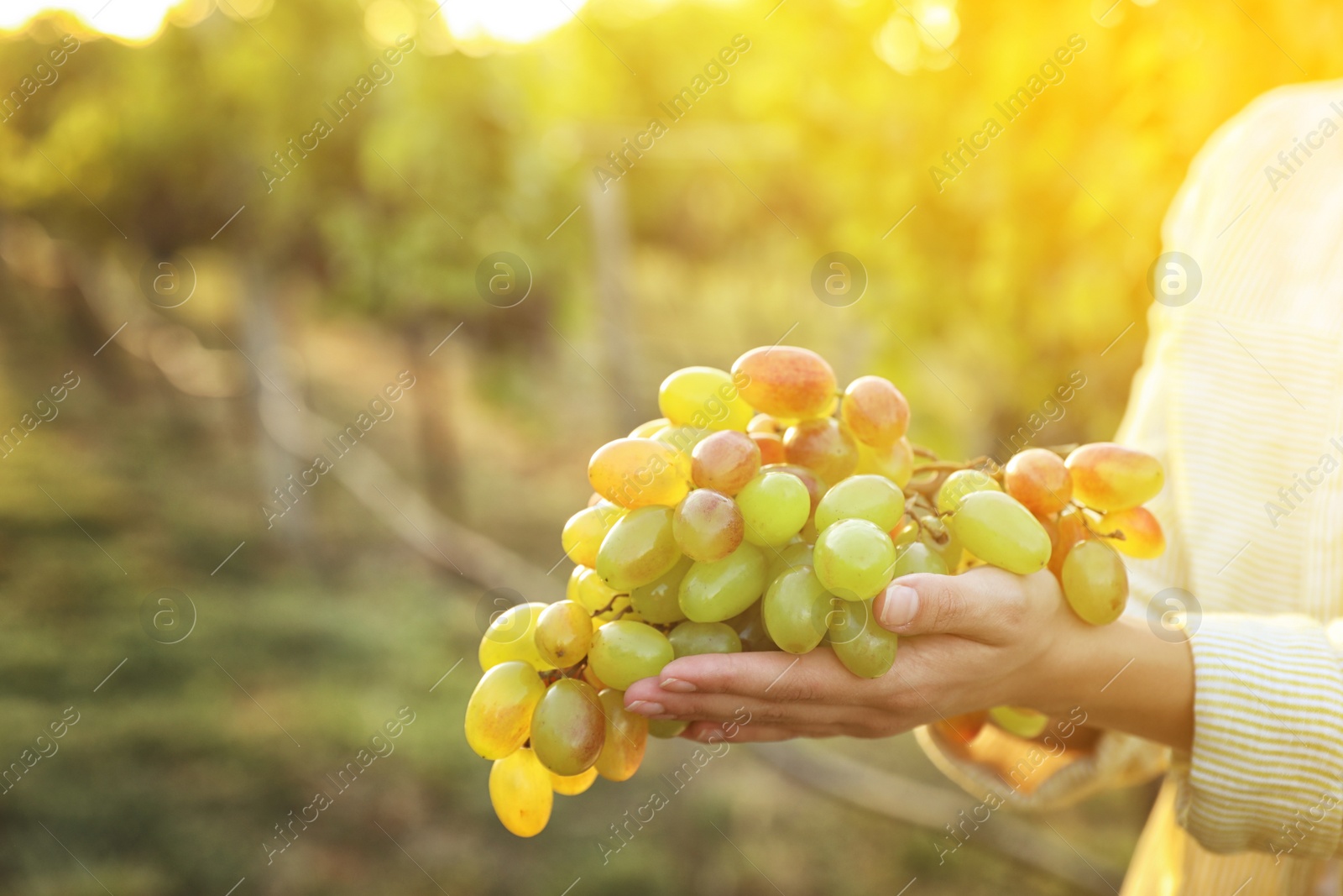 Photo of Woman holding cluster of ripe grapes in vineyard, closeup