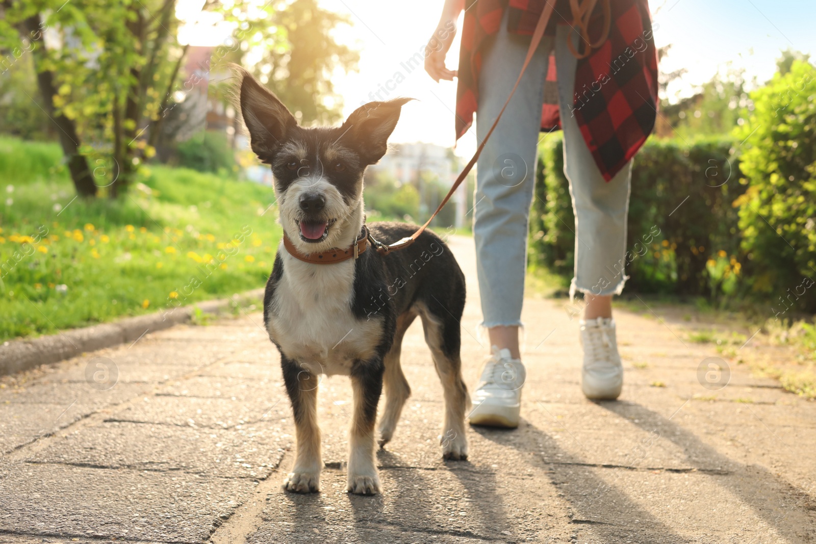 Photo of Woman walking her cute dog in park, closeup