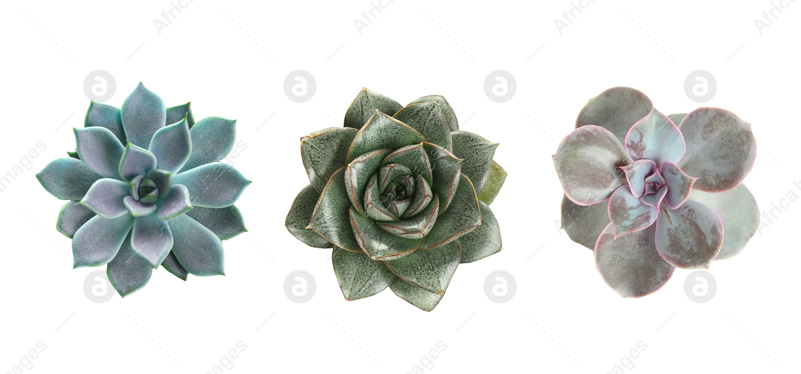 Image of Collage with different succulents on white background, top view