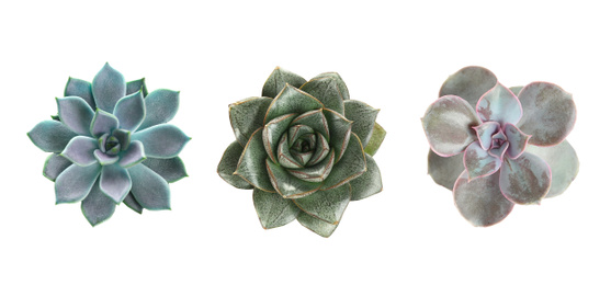 Image of Collage with different succulents on white background, top view