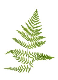 Photo of Beautiful tropical fern leaf isolated on white