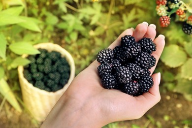 Woman with ripe blackberries in garden, above view
