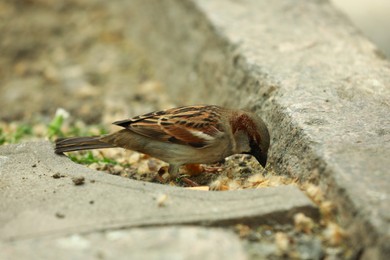 Photo of One beautiful sparrow feeding outdoors. Wild animal
