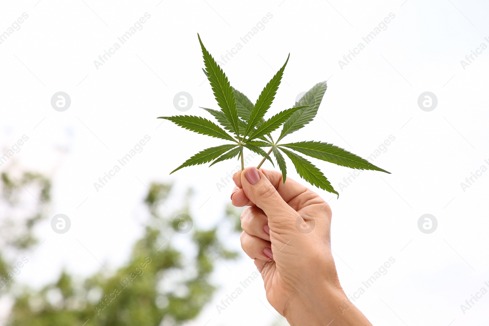 Photo of Woman holding fresh green hemp leaves outdoors, closeup