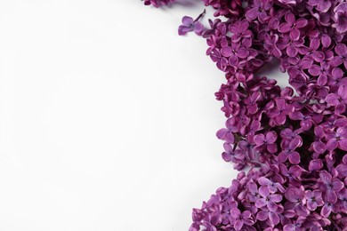 Beautiful lilac flowers on white background, above view. Space for text