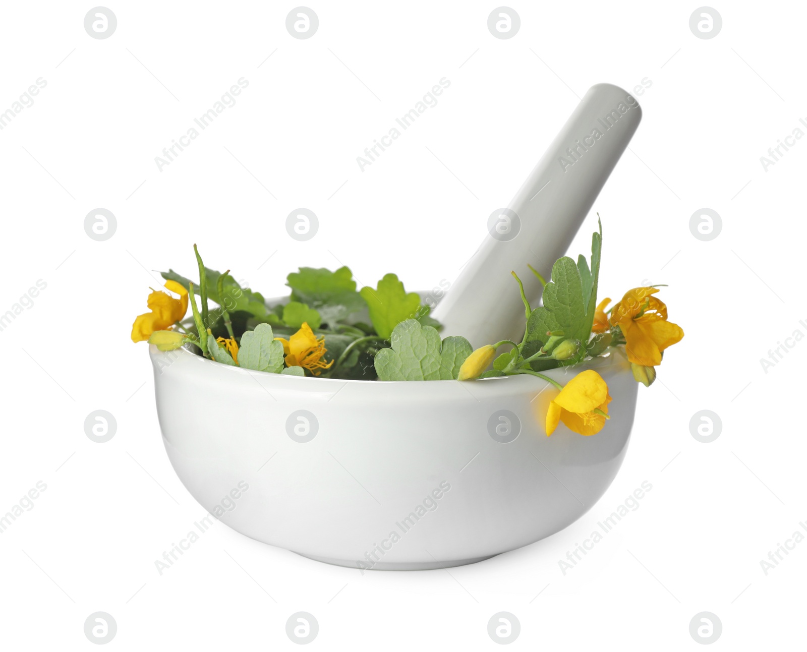 Photo of Celandine with pestle in mortar isolated on white