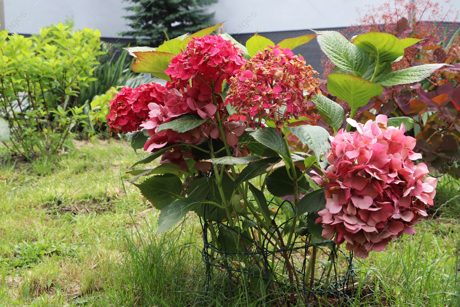 Photo of Beautiful blooming hydrangea plants supported by wire outdoors. Gardening and landscaping