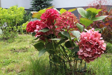 Photo of Beautiful blooming hydrangea plants supported by wire outdoors. Gardening and landscaping