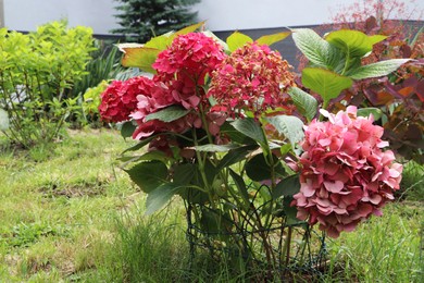 Beautiful blooming hydrangea plants supported by wire outdoors. Gardening and landscaping