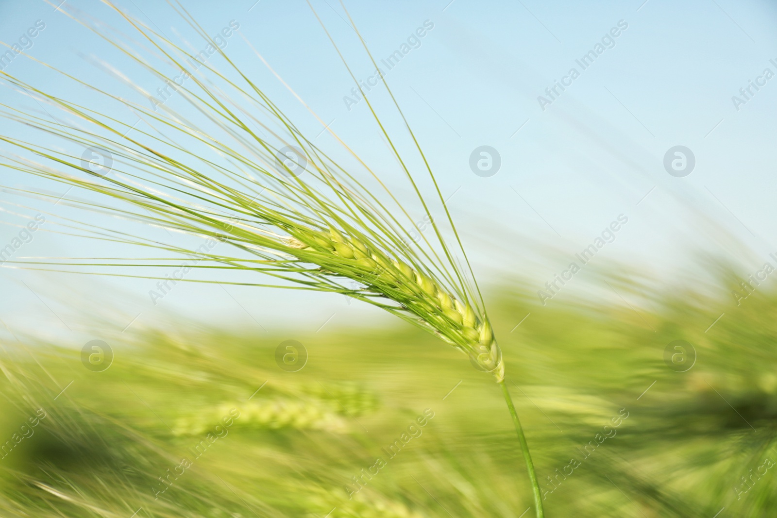 Photo of Wheat field on sunny day, closeup. Amazing nature in summer