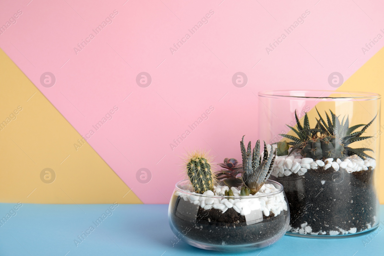 Photo of Glass florariums with different succulents on color background, space for text