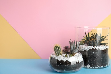 Glass florariums with different succulents on color background, space for text