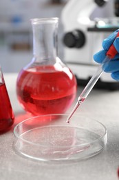 Laboratory analysis. Dripping red liquid into Petri dish on light grey table, closeup