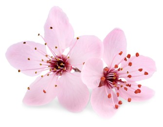 Beautiful pink sakura tree blossoms isolated on white