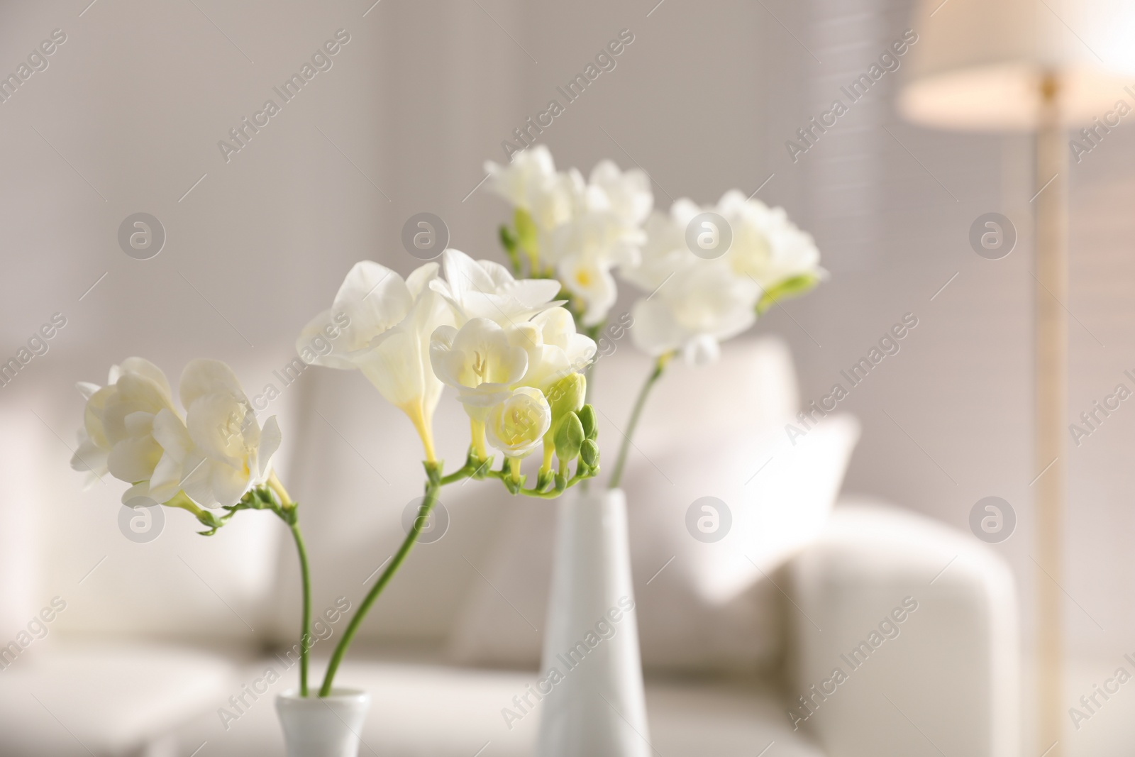 Photo of Beautiful white freesia flowers in room, closeup