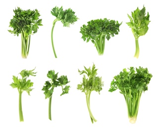 Image of Collage with fresh green celery on white background