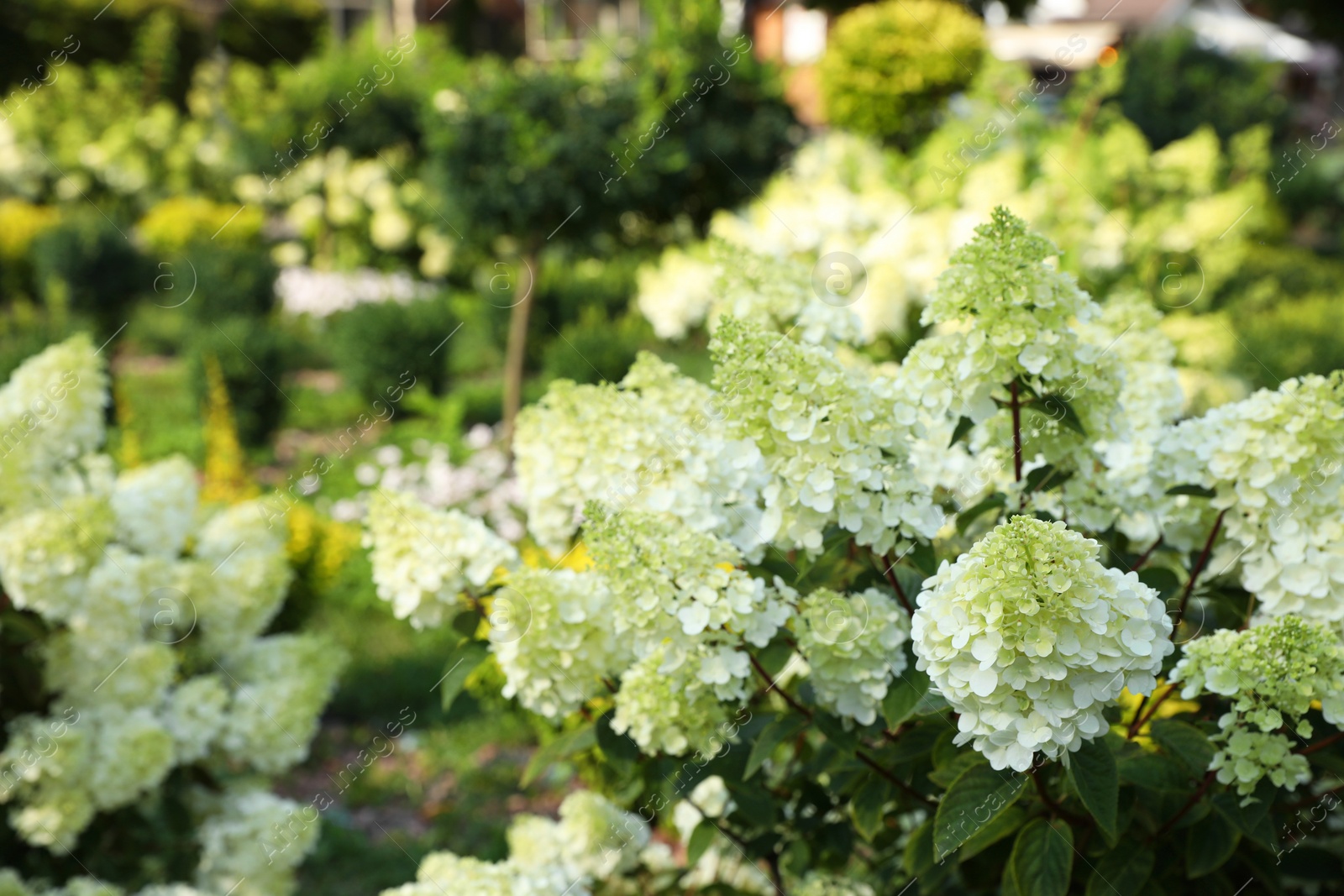 Photo of Beautiful hydrangea with blooming white flowers growing in garden, space for text