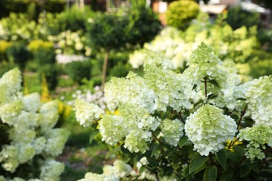 Beautiful hydrangea with blooming white flowers growing in garden, space for text