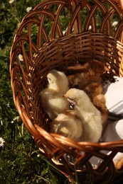 Cute chicks in wicker basket on green grass outdoors