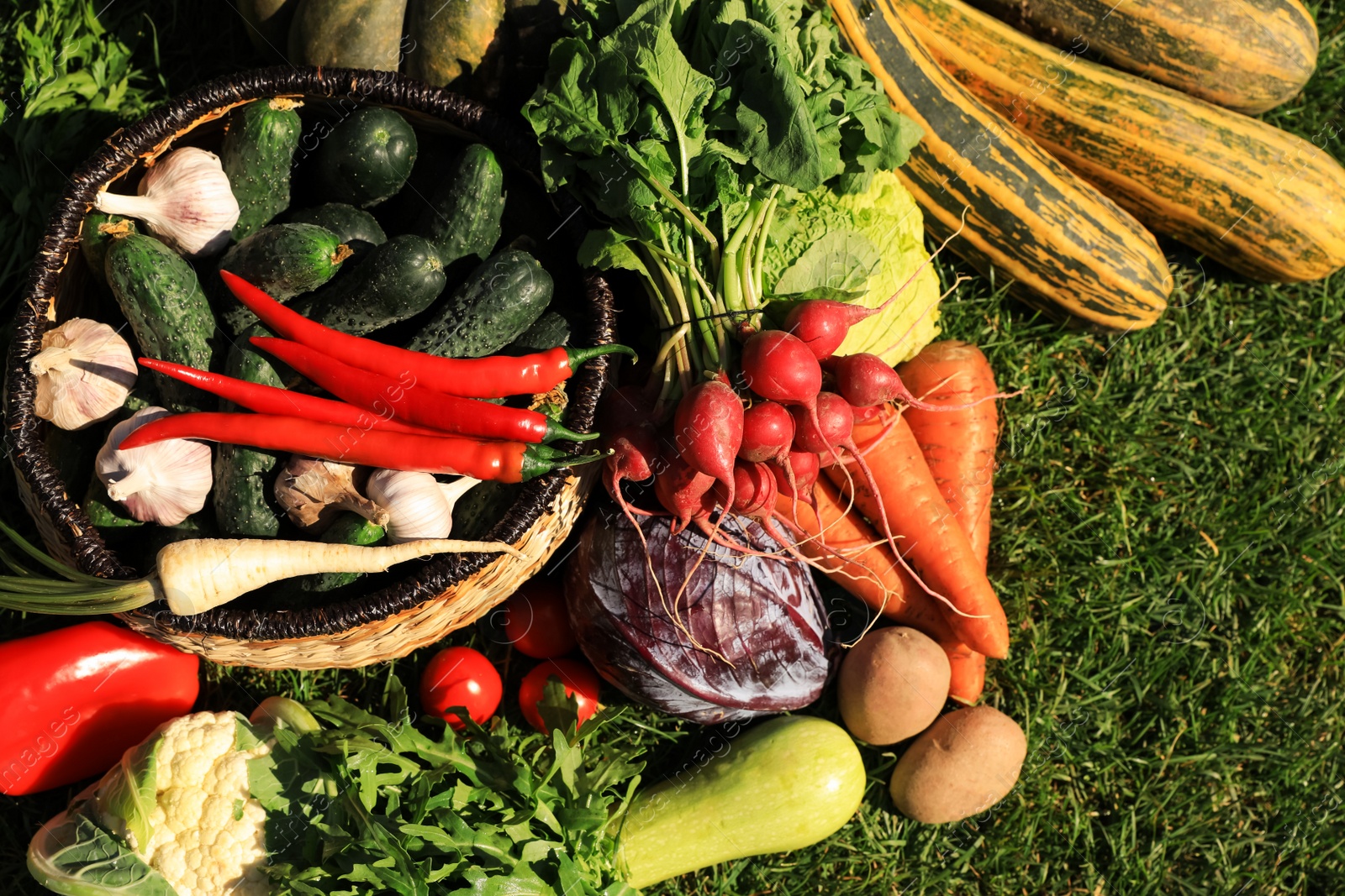 Photo of Different fresh ripe vegetables on green grass, flat lay