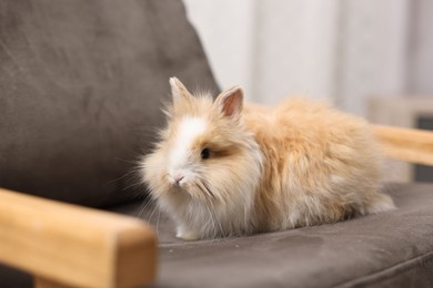Photo of Cute fluffy pet rabbit on armchair indoors