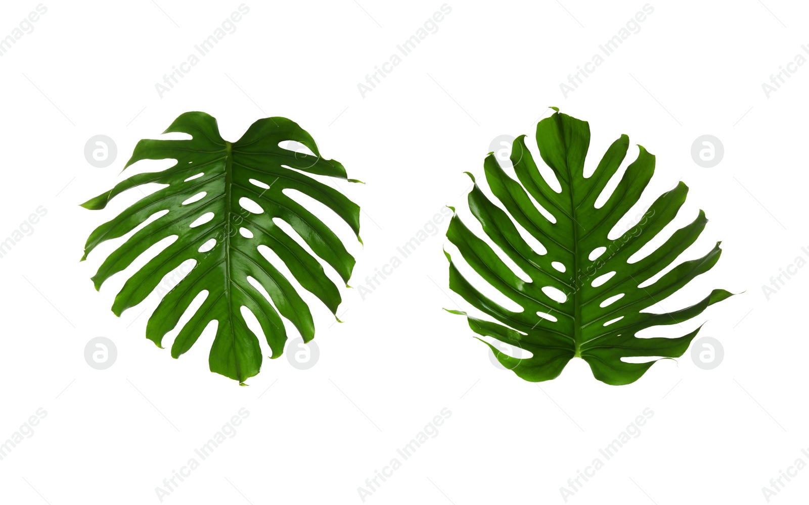 Image of Set with tropical monstera leaves on white background