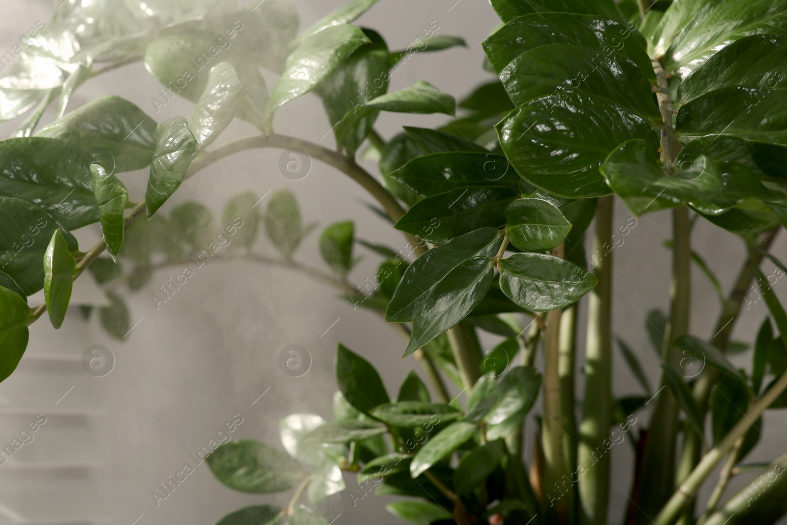 Photo of Beautiful green houseplant and steam indoors, closeup view. Air humidification