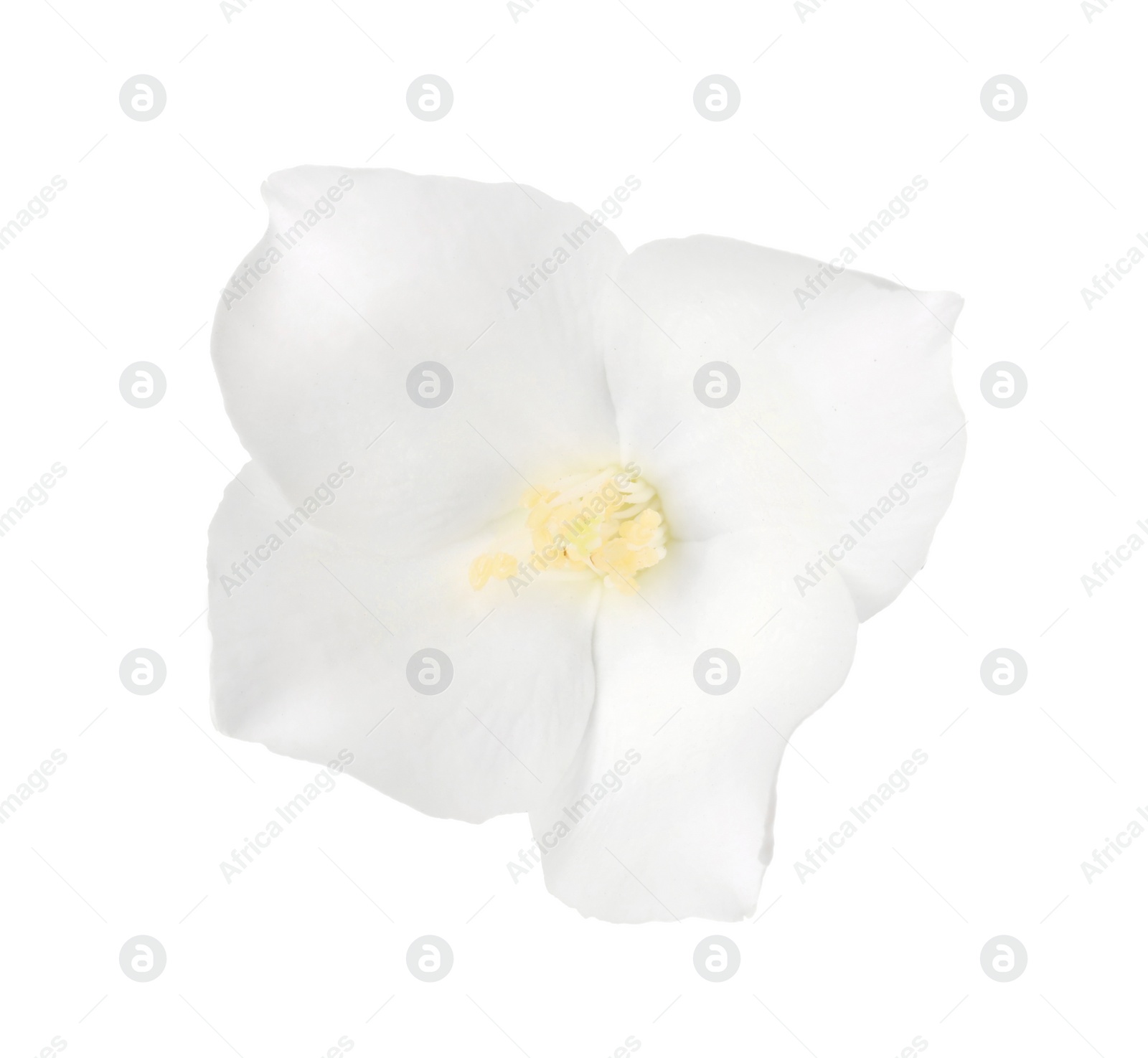 Photo of Beautiful delicate jasmine flower isolated on white