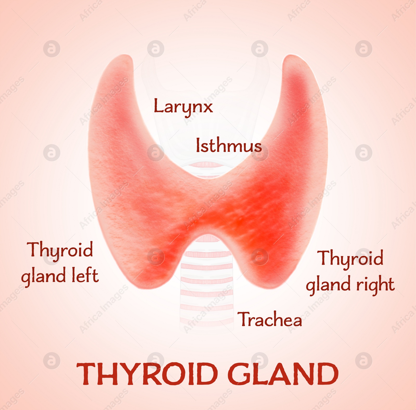 Illustration of  human thyroid gland on light pink background