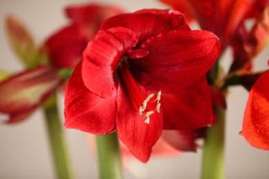 Beautiful red amaryllis flowers on blurred background, closeup