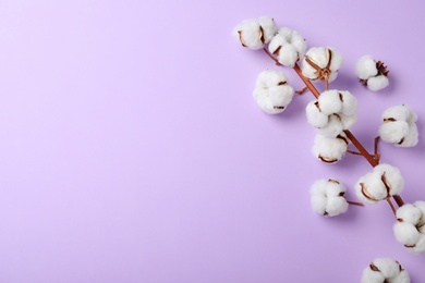 Photo of Fluffy cotton flowers on lilac background, top view. Space for text