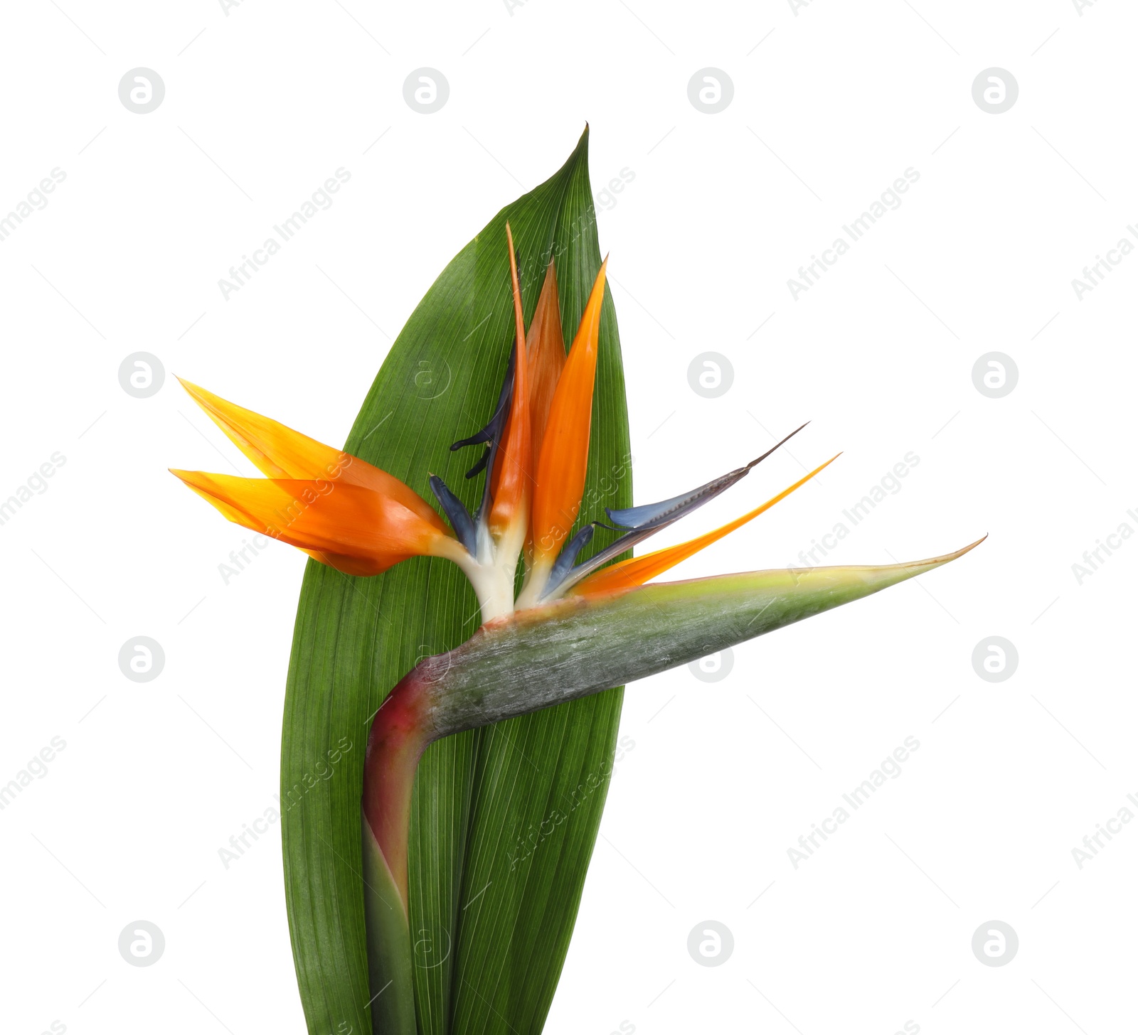 Photo of Bird of Paradise tropical flower isolated on white