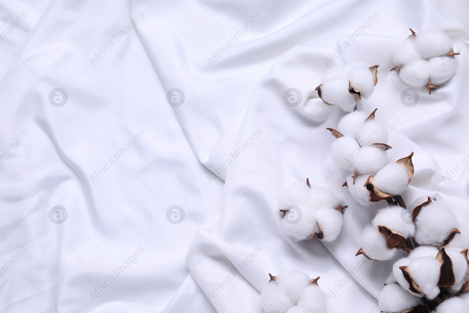 Photo of Cotton branch with fluffy flowers on white fabric, top view. Space for text