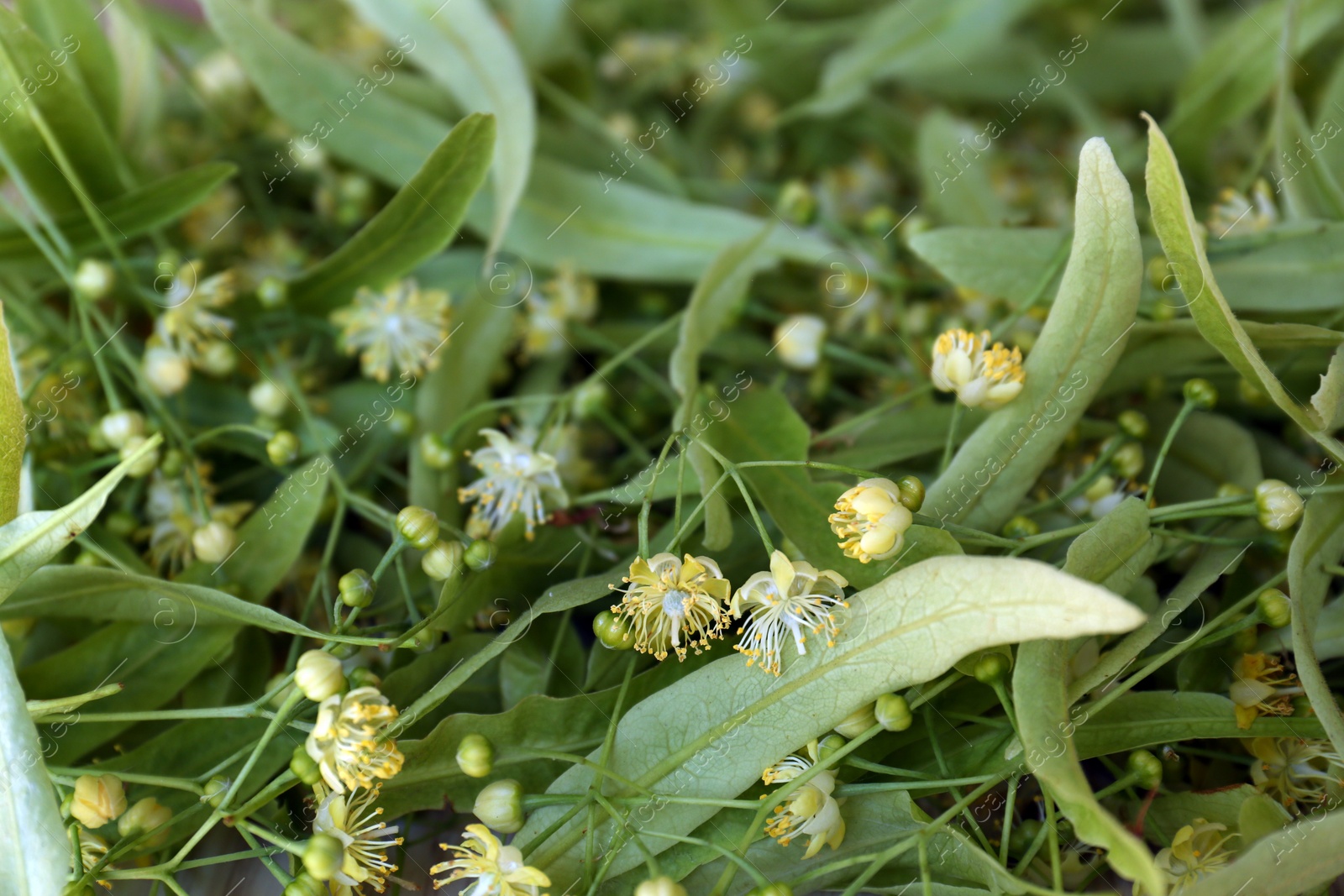 Photo of Beautiful linden blossoms and green leaves as background, closeup