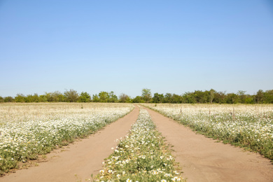 Photo of Country road going through beautiful chamomile field  on sunny day