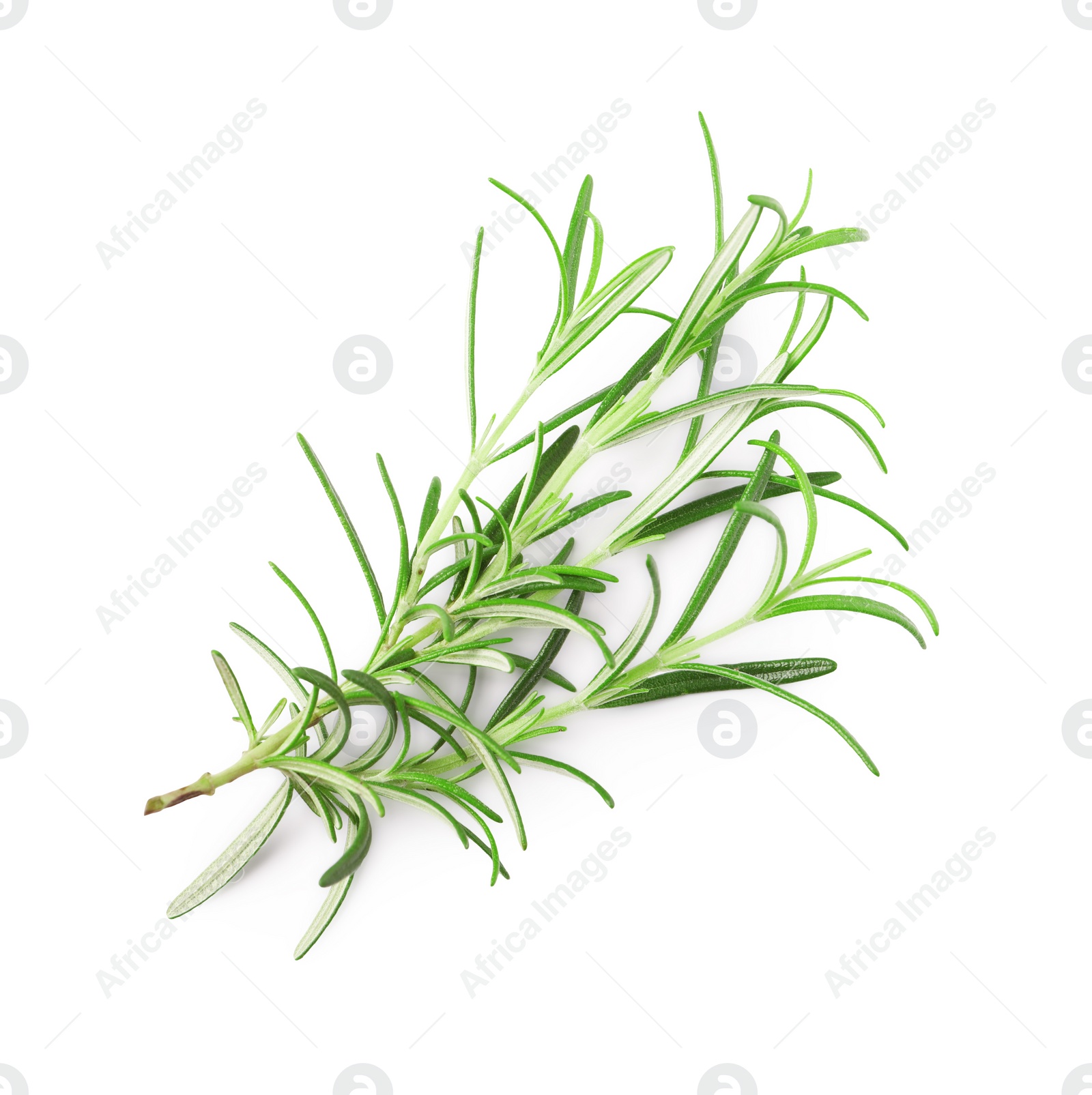 Photo of Sprig of fresh rosemary isolated on white, top view